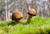 世界保龄球社区推广月优秀志愿者名单公布，世界保龄球比赛冠军