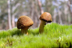 世界保龄球社区推广月优秀志愿者名单公布，世界保龄球比赛冠军